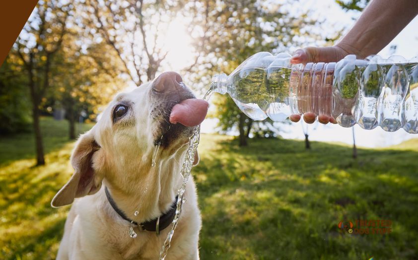 Dogs Drink Water