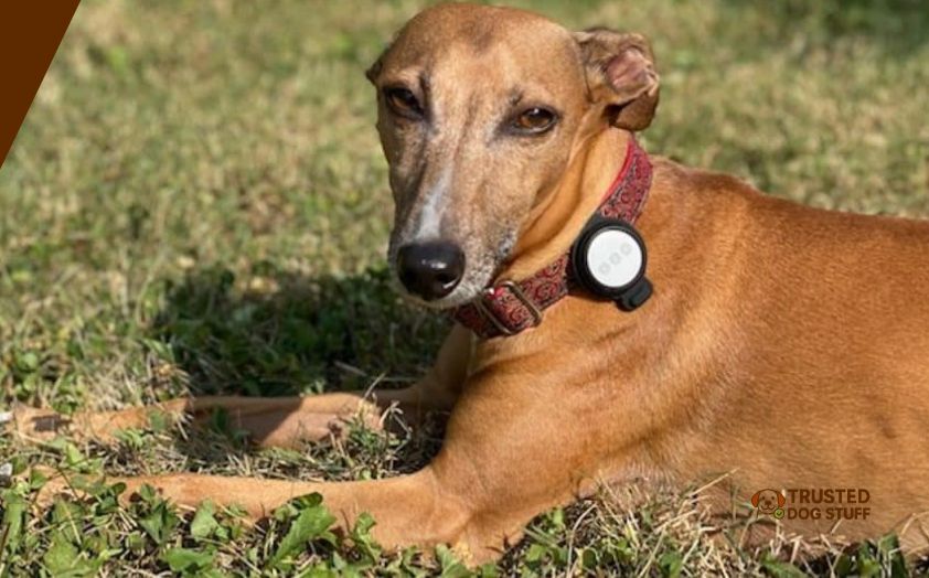 best airtag holders for dog collar