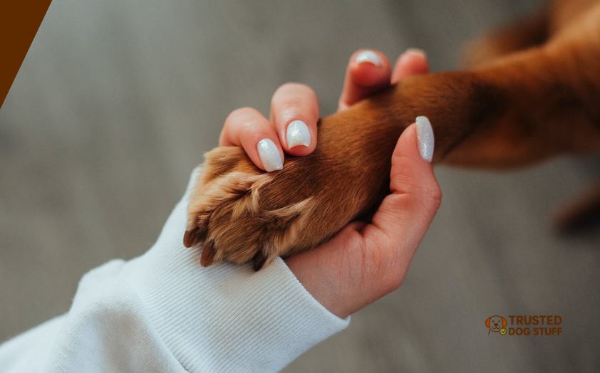 best anti-itch powders for dogs