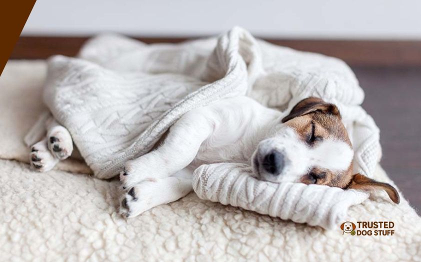 best blankets for dog