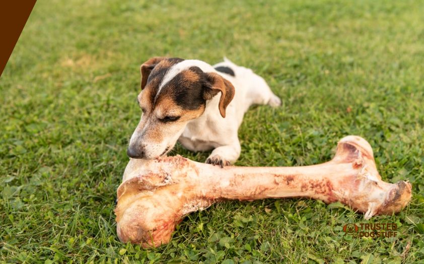 best bones for small dogs