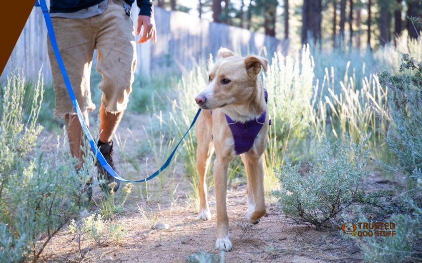 best carabiner for dog leash
