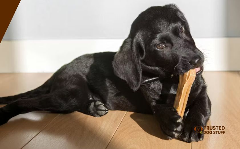 best chew bones for small dogs