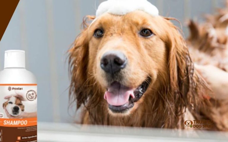 10 Best Chlorhexidine Shampoos For Dogs In 2026 - TrustedDogStuff