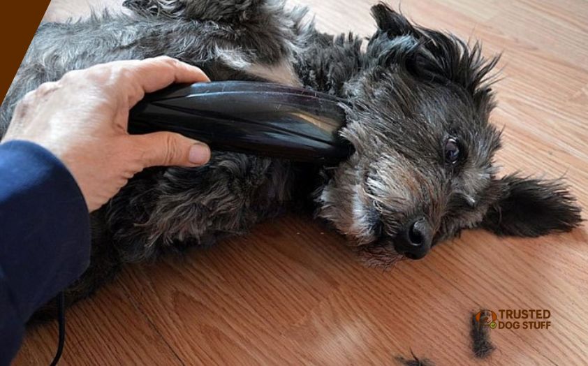 best clippers blade for matted dog hair