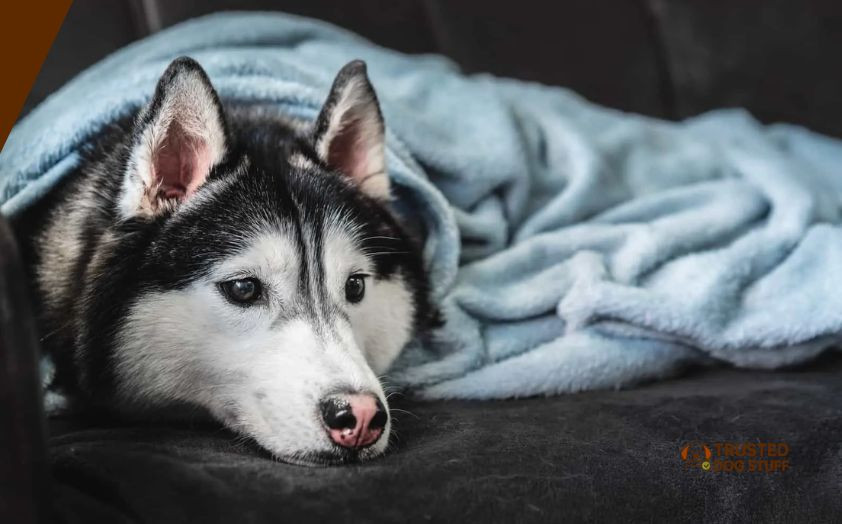 best dog beds for huskies