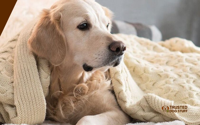 best dog blankets for chewers