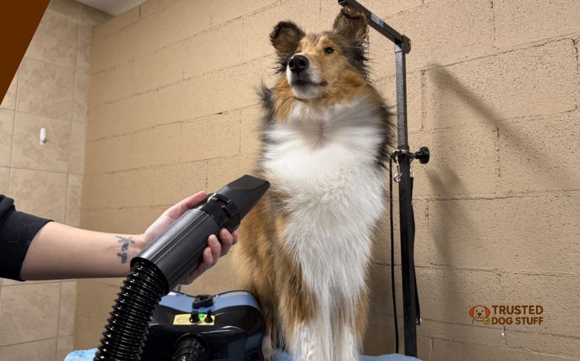 best dog blowers for shedding
