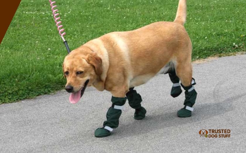 best dog boots for dragging paws
