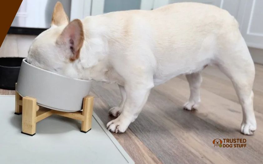 best dog bowls for french bulldogs