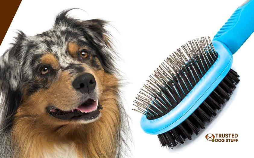 best dog brushes for aussies