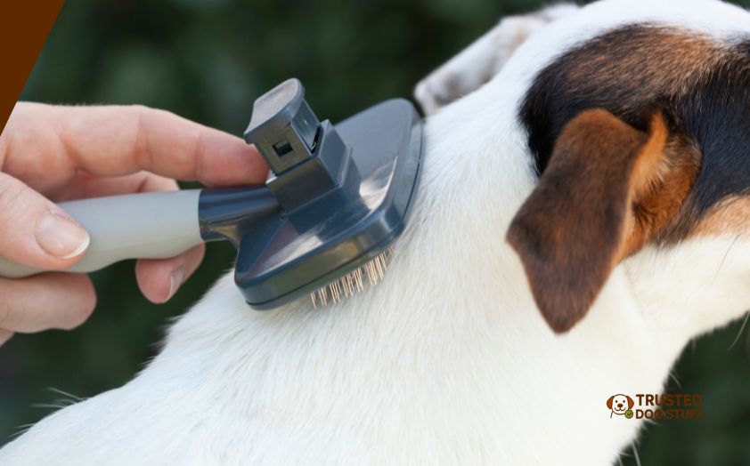 best dog brushes for bernedoodle