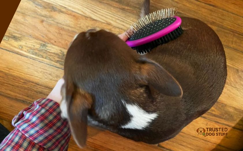 best dog brushes for bulldogs