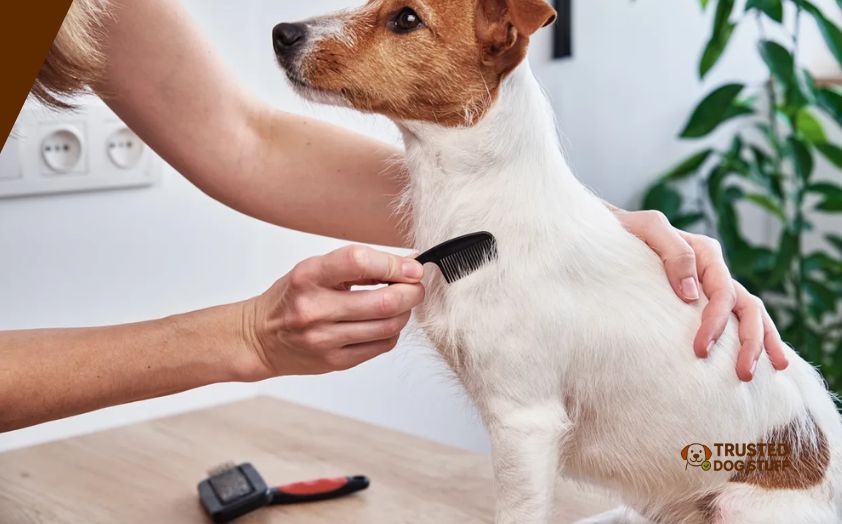 best dog brushes for jack russell terrier