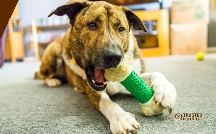 best dog chews for heavy chewers