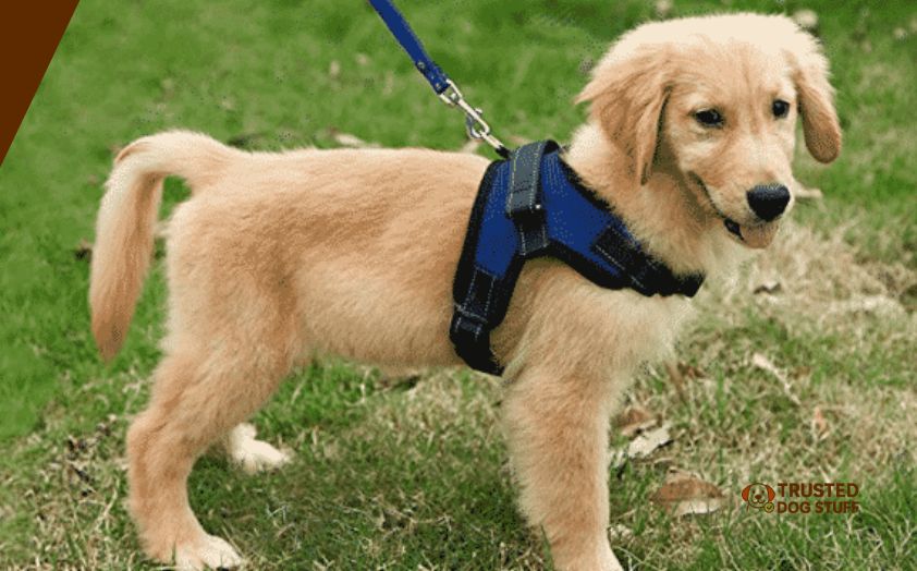 best dog collars for goldendoodle
