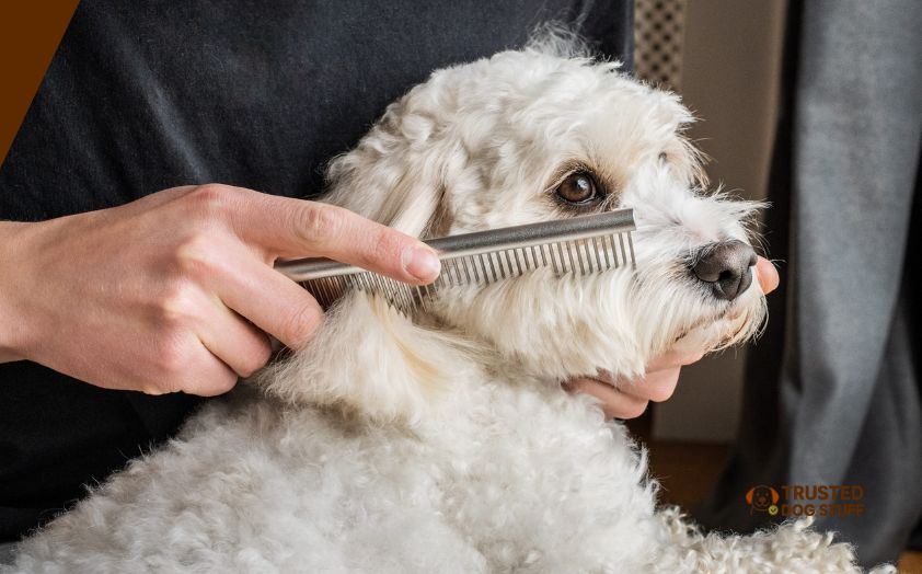 best dog combs for doodles