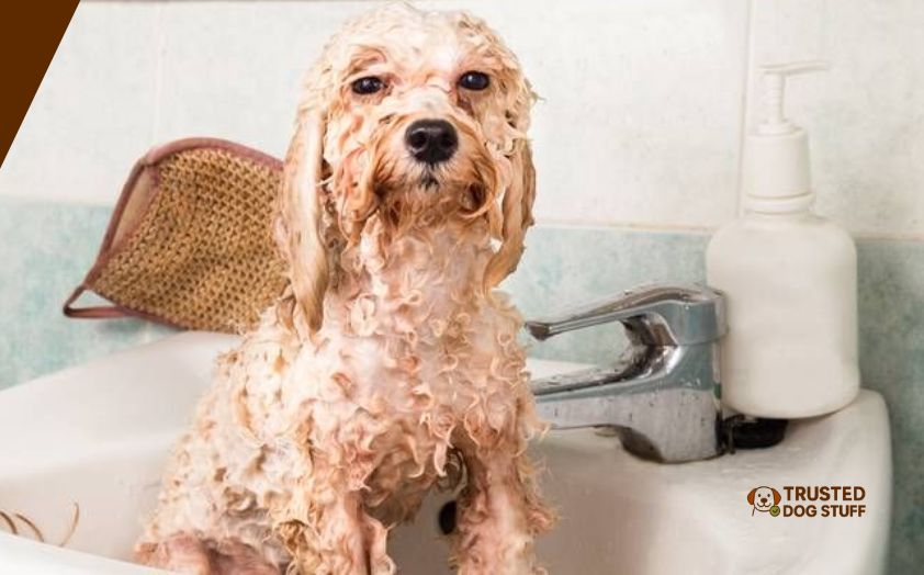 best dog conditioners for dry skin
