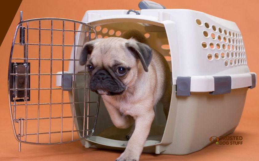 best dog crates for dogs with anxiety