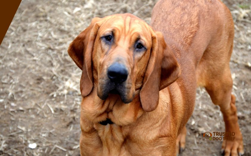 best dog foods for bloodhounds