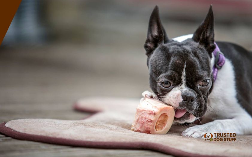 best dog foods for boston terriers