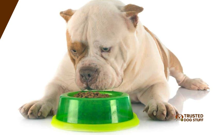 best dog foods for bully breeds