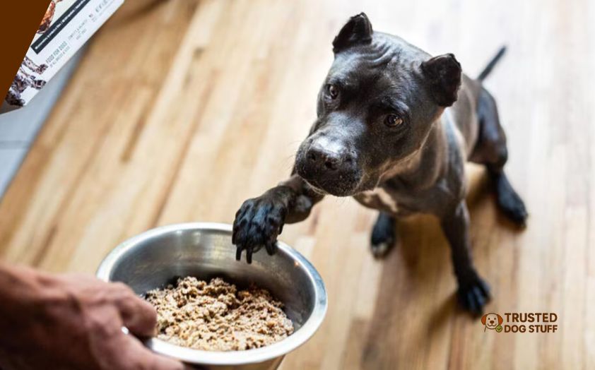best dog foods for exotic bullies