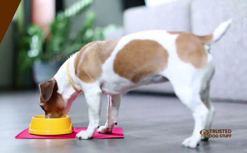 best dog foods for jack russell terrier