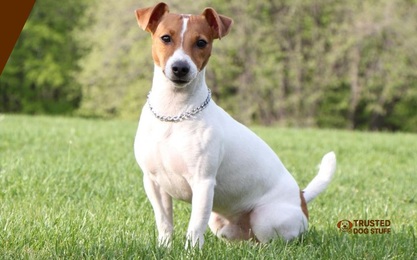 best dog foods for jack russells