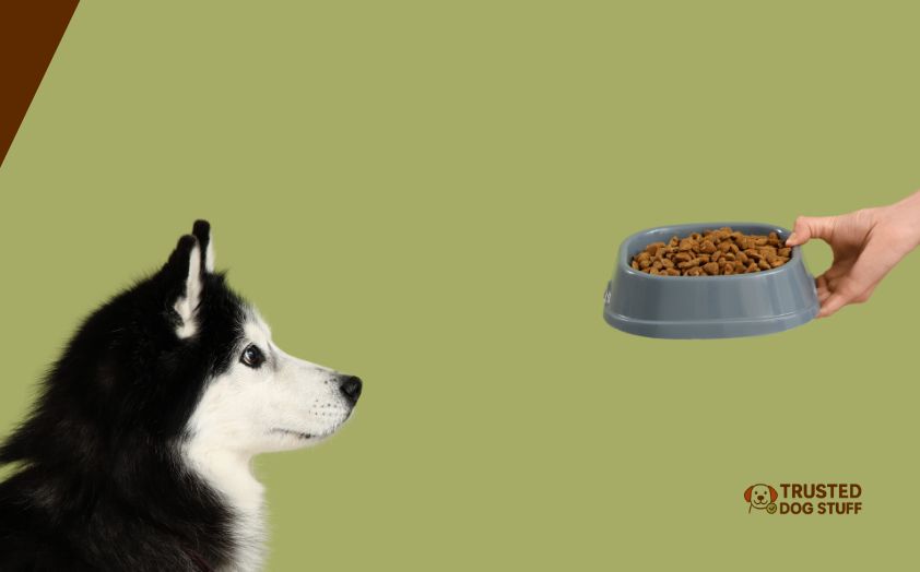 best dog foods for malamutes