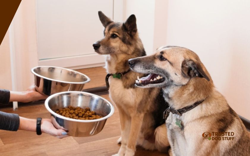 best dog foods for muscle and weight gain