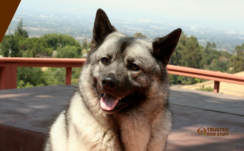 best dog foods for norwegian elkhound