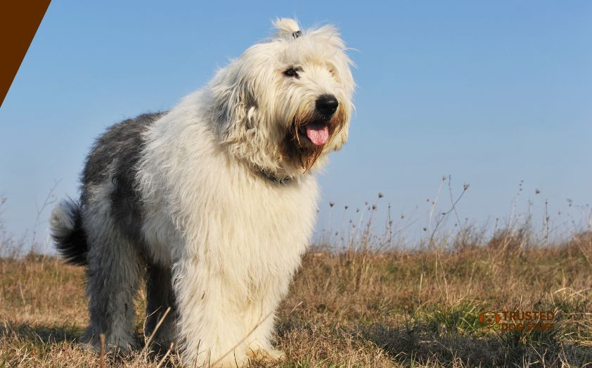 best dog foods for old english sheepdogs