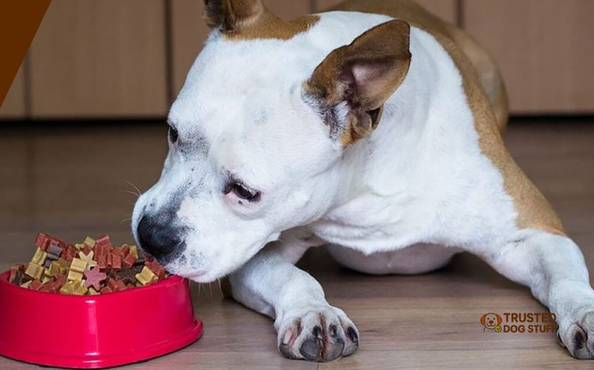 best dog foods for pitbull mix