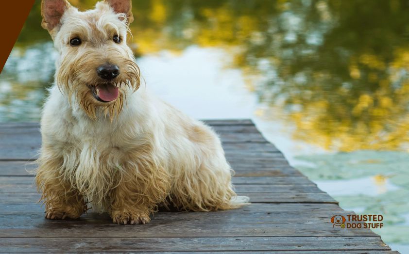 best dog foods for scottish terriers
