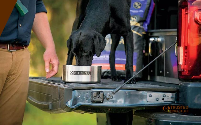 best dog foods for sporting dogs