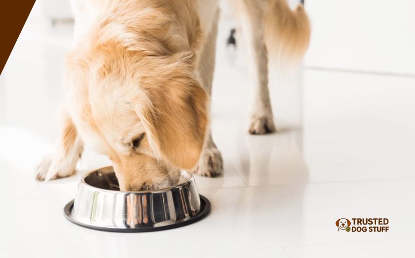 best dog foods for thyroid issues