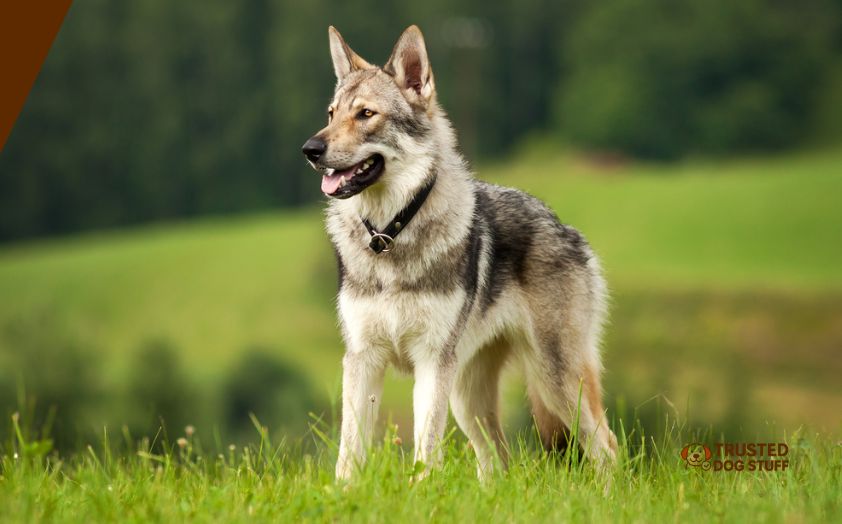 best dog foods for wolf hybrids