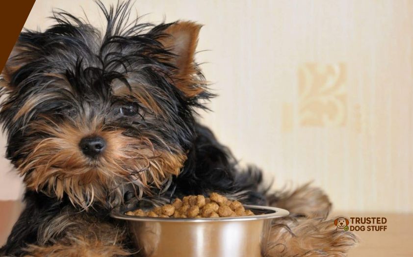 best dog foods for yorkies with allergies
