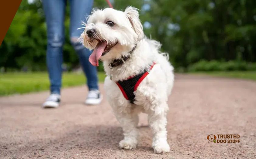 best dog harnesses for collapsed trachea