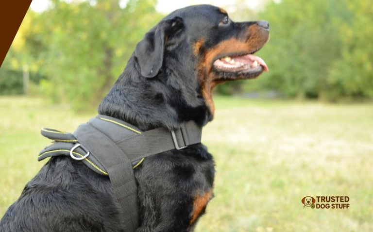 10 Best Dog Harnesses For Rottweilers In 2026 – Reviews And Guide ...