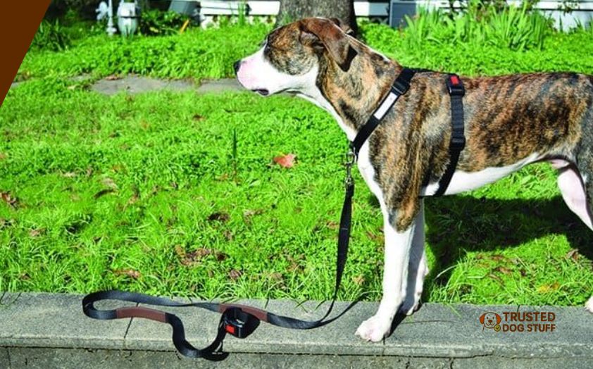 best dog leads for yard