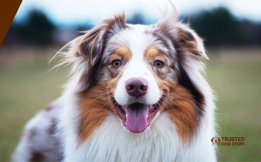 best dog shampoos for australian shepherds