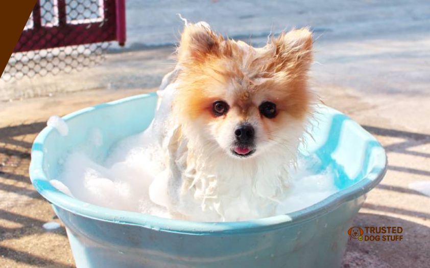 best dog shampoos for pomeranians