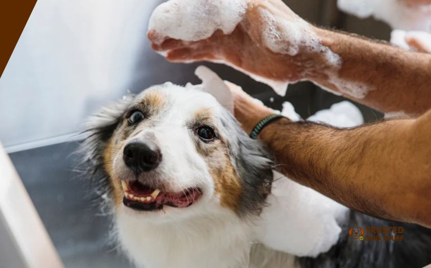 best dog shampoos for rottweilers