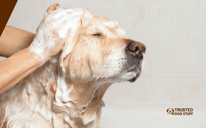 best dog shampoos for seborrhea