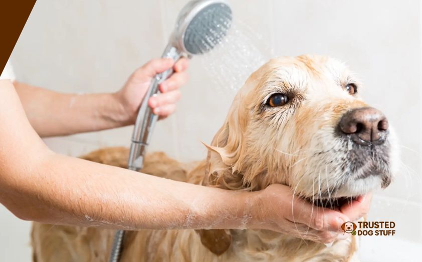 best dog shampoos for sensitive itchy skin