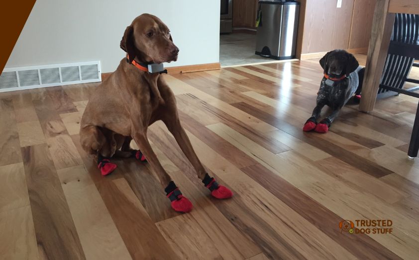best dog shoes for hardwood floors