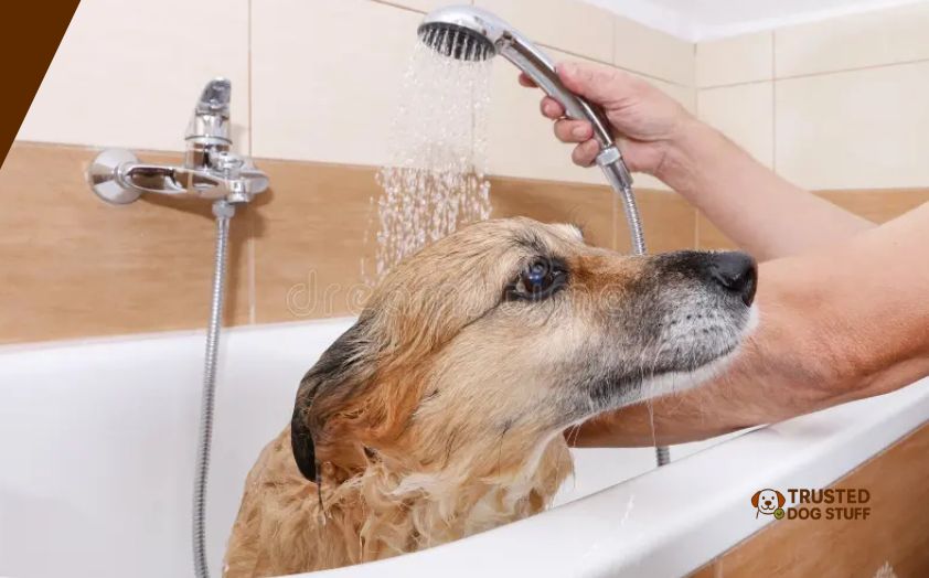 best dog sprayers for bathtub