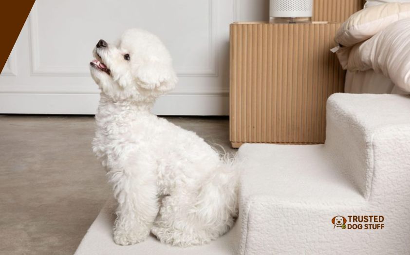 best dog stairs for small dogs